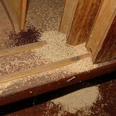 Martins_Dedetizadora_descupinizacao_condominio_zona_leste_de_SP